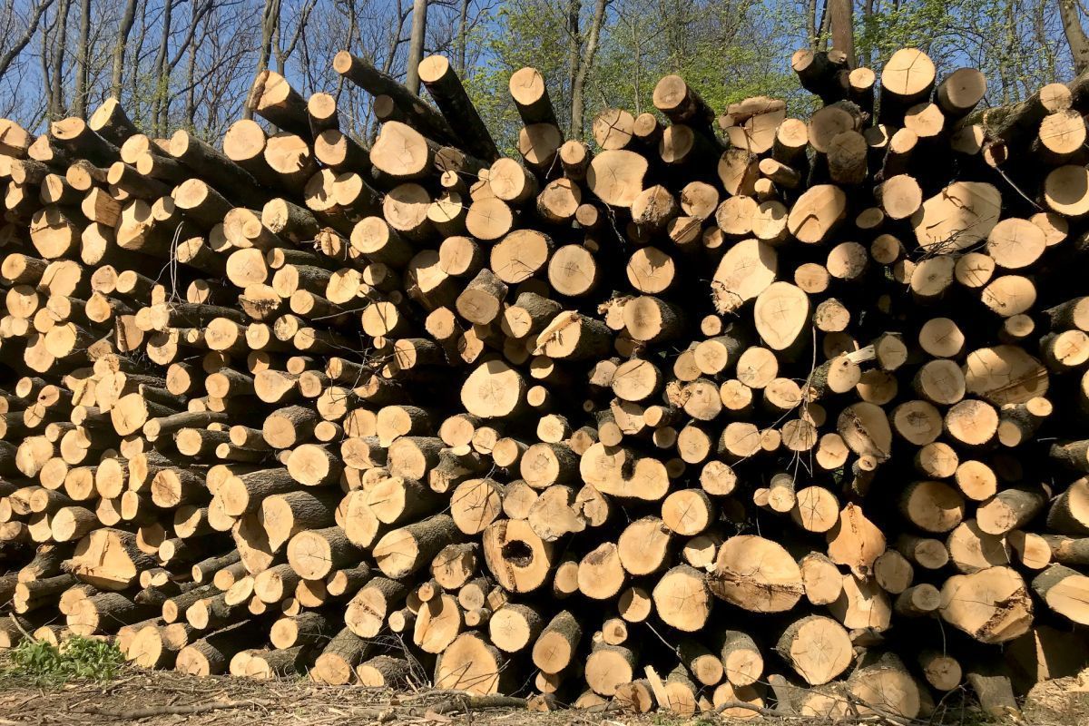 Forstbetriebe sehen sich trotz solidem Jahr 2025 unter Druck