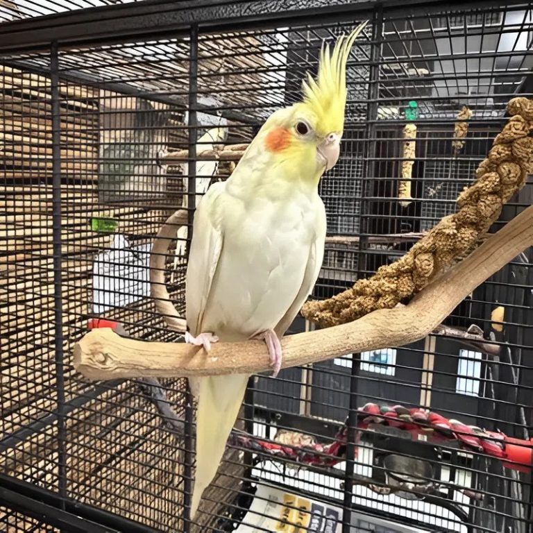 Tierecke, Tierschutzheim