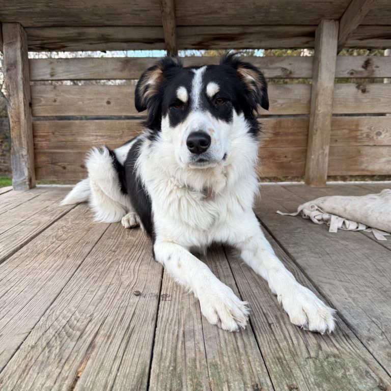 Tierecke, Tierschutzheim