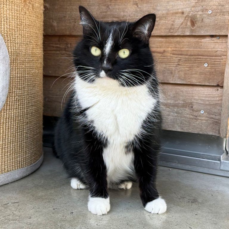 Tierecke, Tierschutzheim