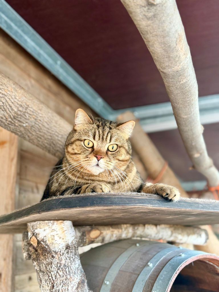 Tierecke, Tierschutzheim