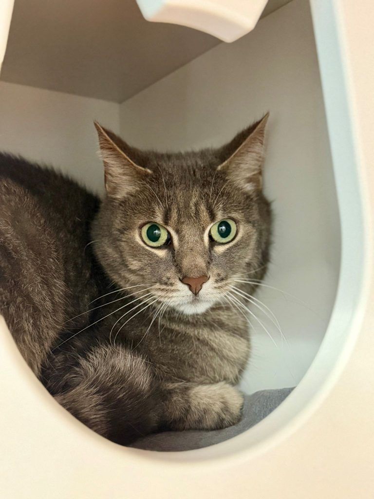 Tierecke, Tierschutzheim