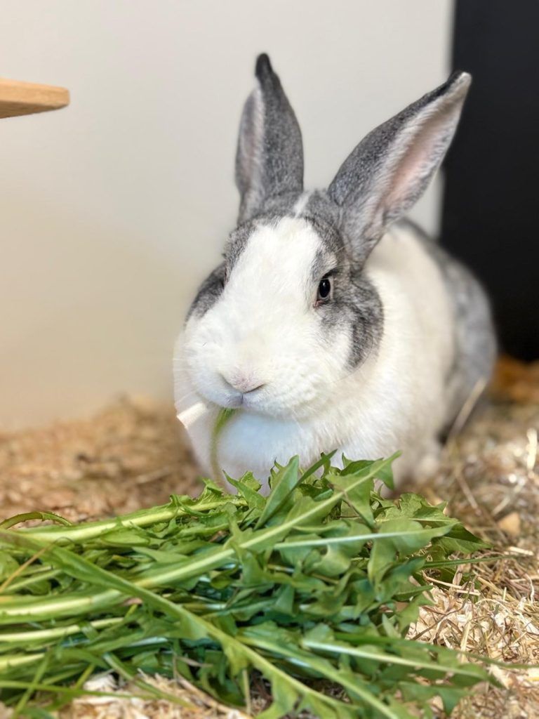 Tierecke, Tierschutzheim