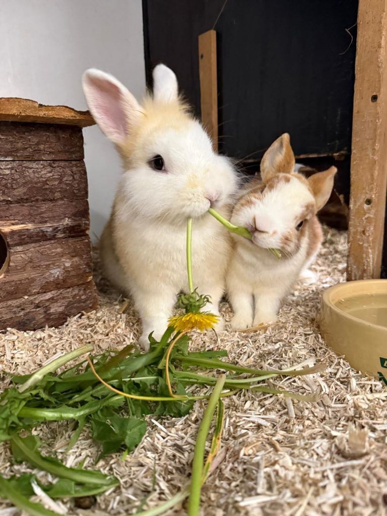 Tierecke, Tierschutzheim