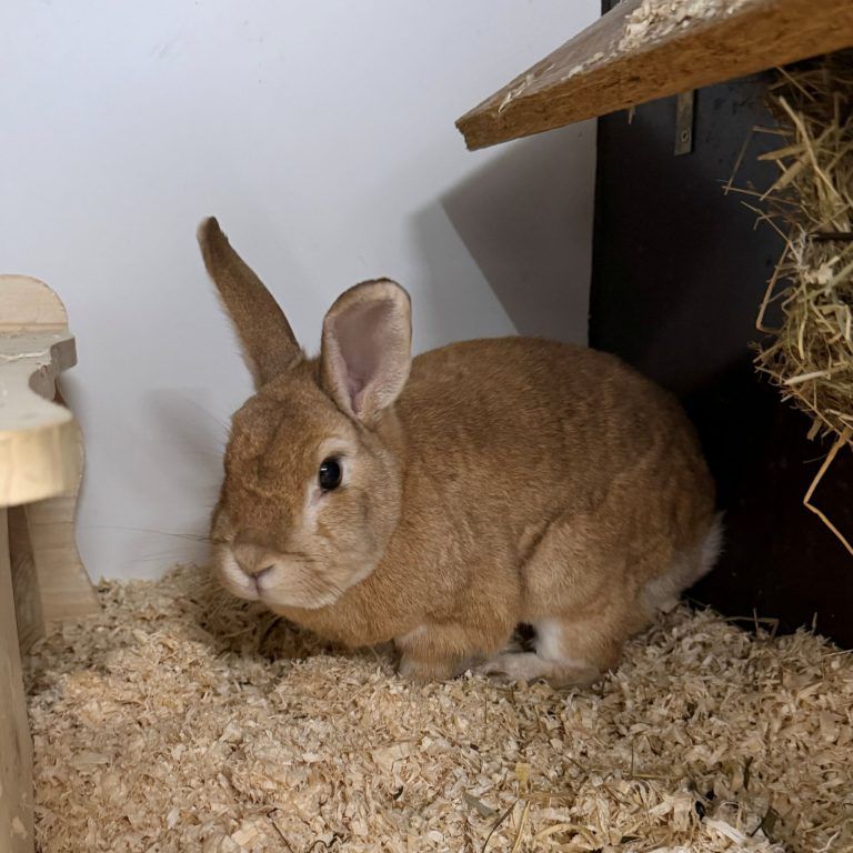 Tierecke, Tierschutzheim