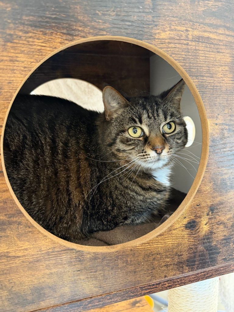 Tierecke, Tierschutzheim