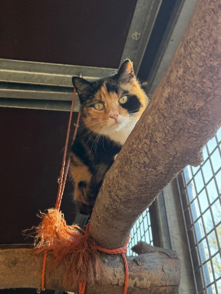 Tierecke, Tierschutzheim