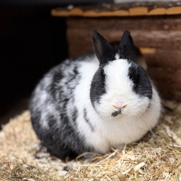 Tierecke, Tierschutzheim