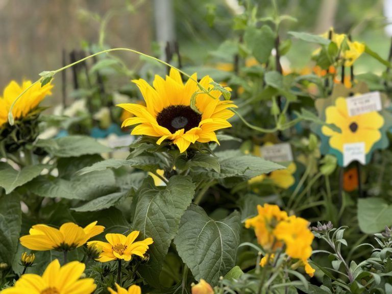 Tierecke, Tierschutzheim