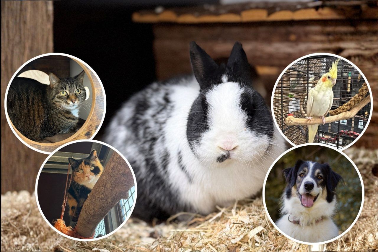 Tierliebe sucht Zuhause