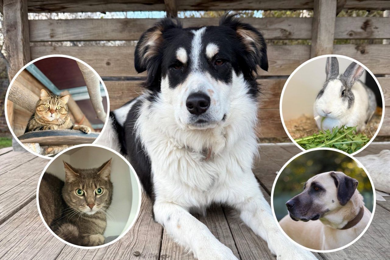 Dein Herz hat noch Platz?