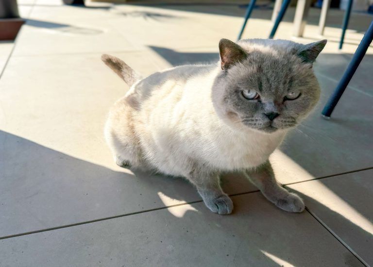Klage, Katze, Kater, Daniela Katnik