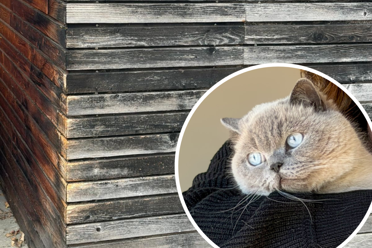 Katze vor Gericht: Kratzspuren führen zu Nachbarschaftsstreit in Weiler