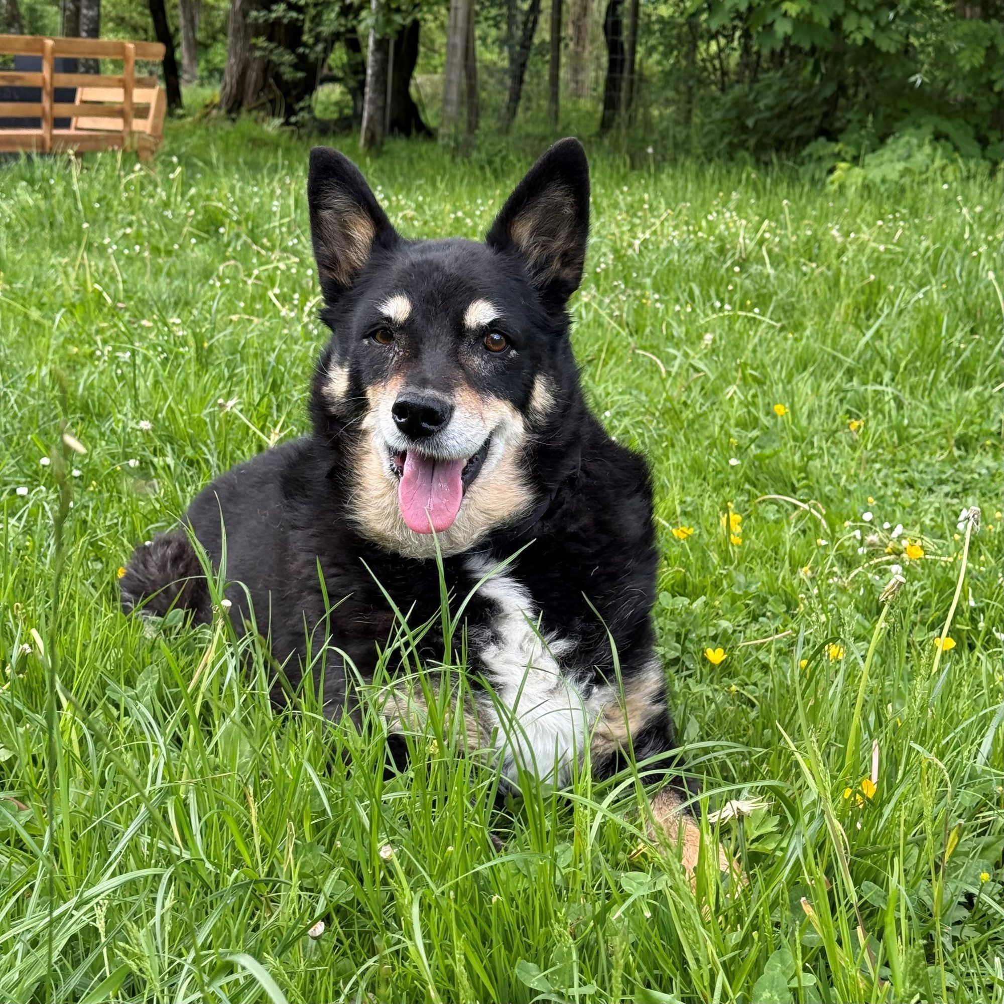 Hunde-Opi Rico - treuer Begleiter mit großem Herz