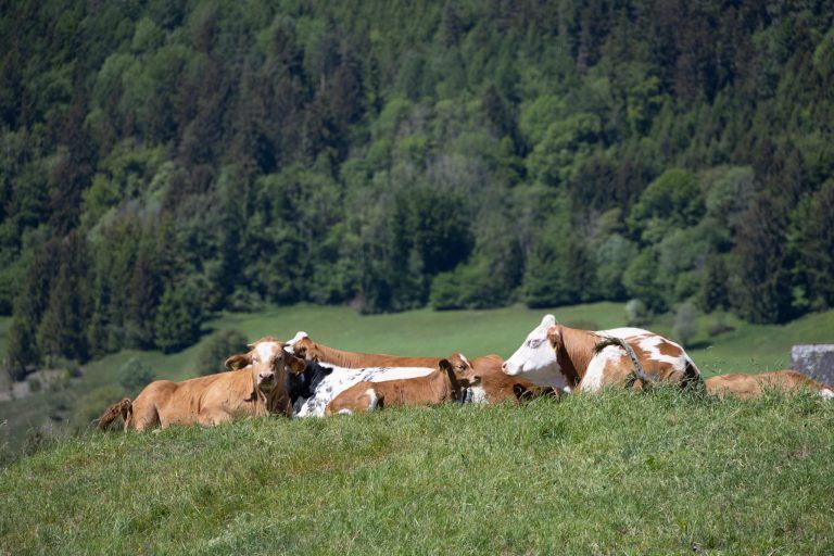 "Da läuft es dir kalt den Rücken runter" – Über Sicherheit, Mutterkühe und die Alpwirtschaft