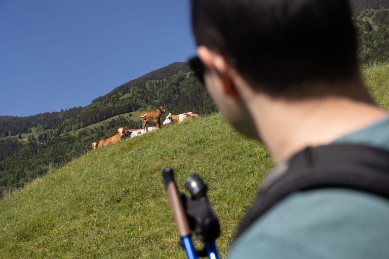 "Da läuft es dir kalt den Rücken runter" – Über Sicherheit, Mutterkühe und die Alpwirtschaft