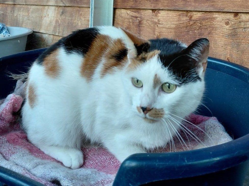 Neyla - sucht Zuhause gemeinsam mit Bümmel