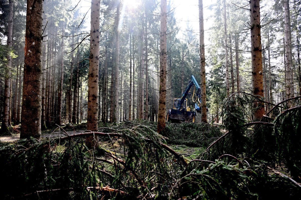 Stahlbauverband zweifelt an rechtlicher Basis von Waldfonds
