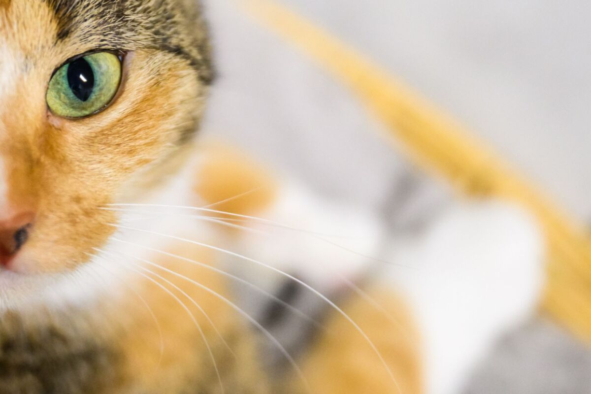 Zwei Katzen lösten in Bayern teuren Brand aus