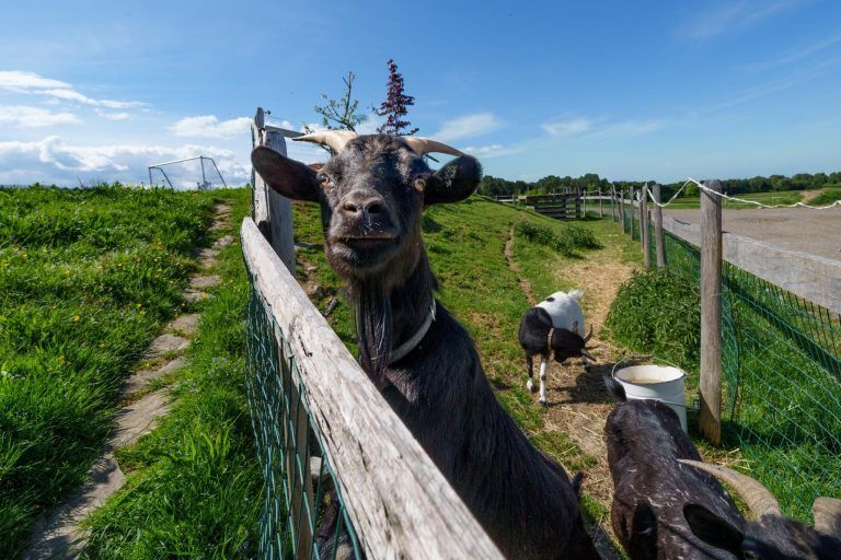 Urlaub mit Stallzeit - auf dem Naturhof von Familie Moosbrugger