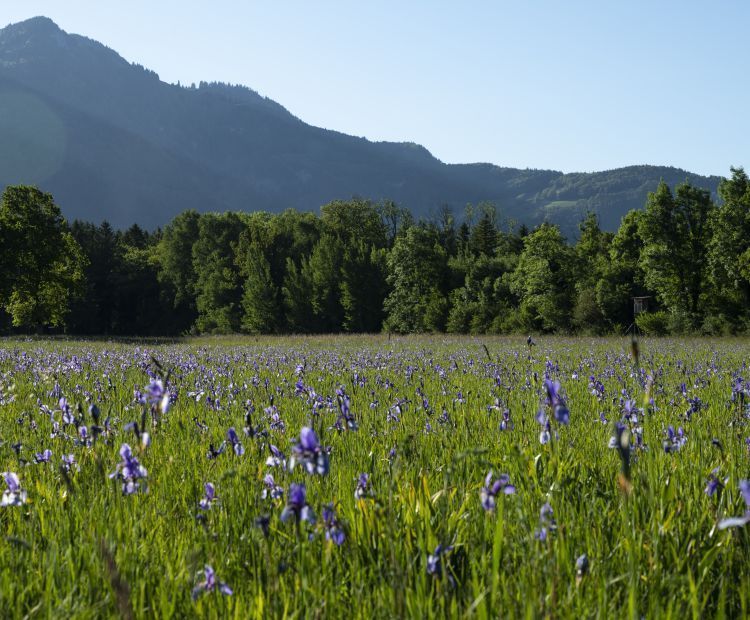 Perfekt für die ganze Familie: Gemütliche Wanderungen im Frühling