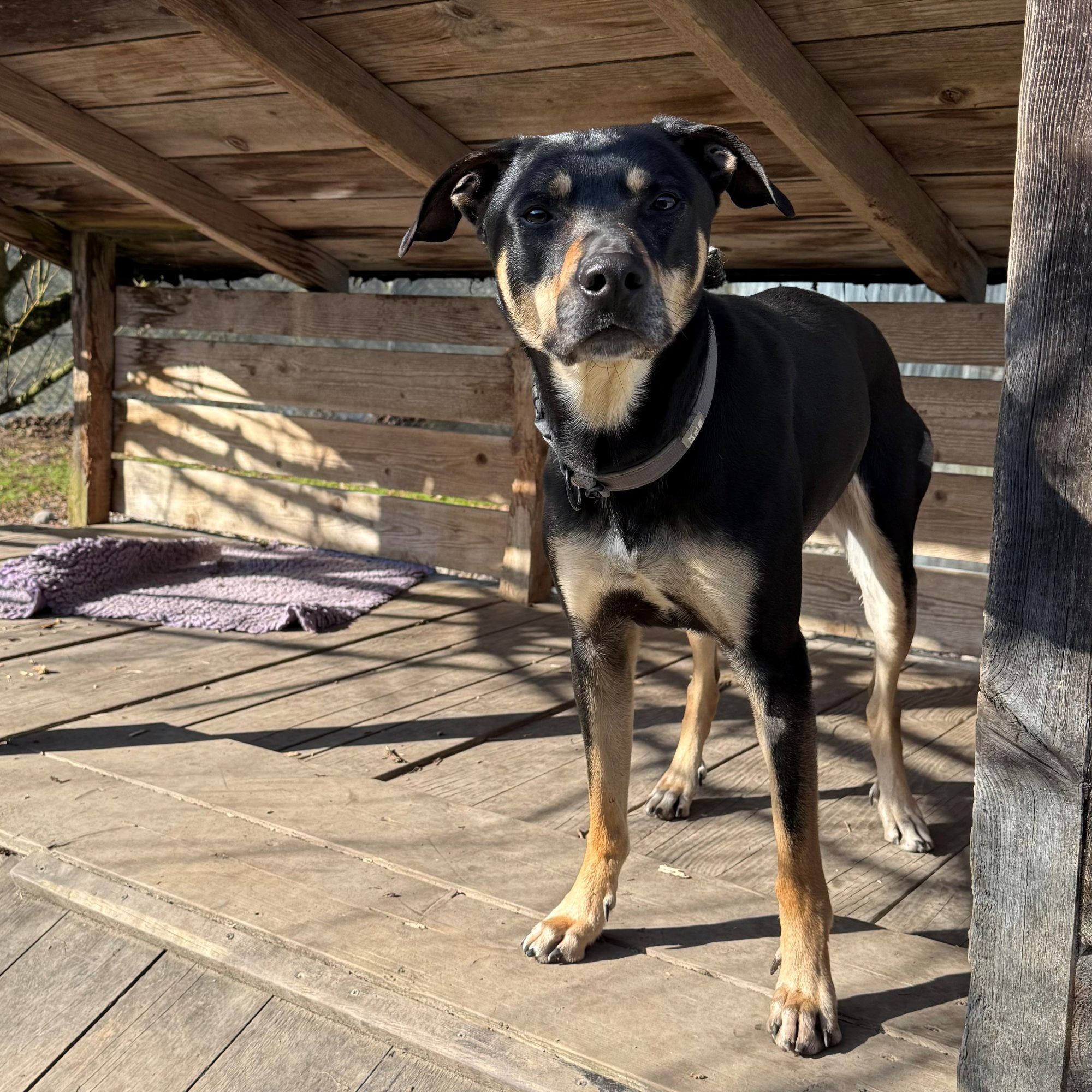 Rex sucht liebevollen Gnadenplatz