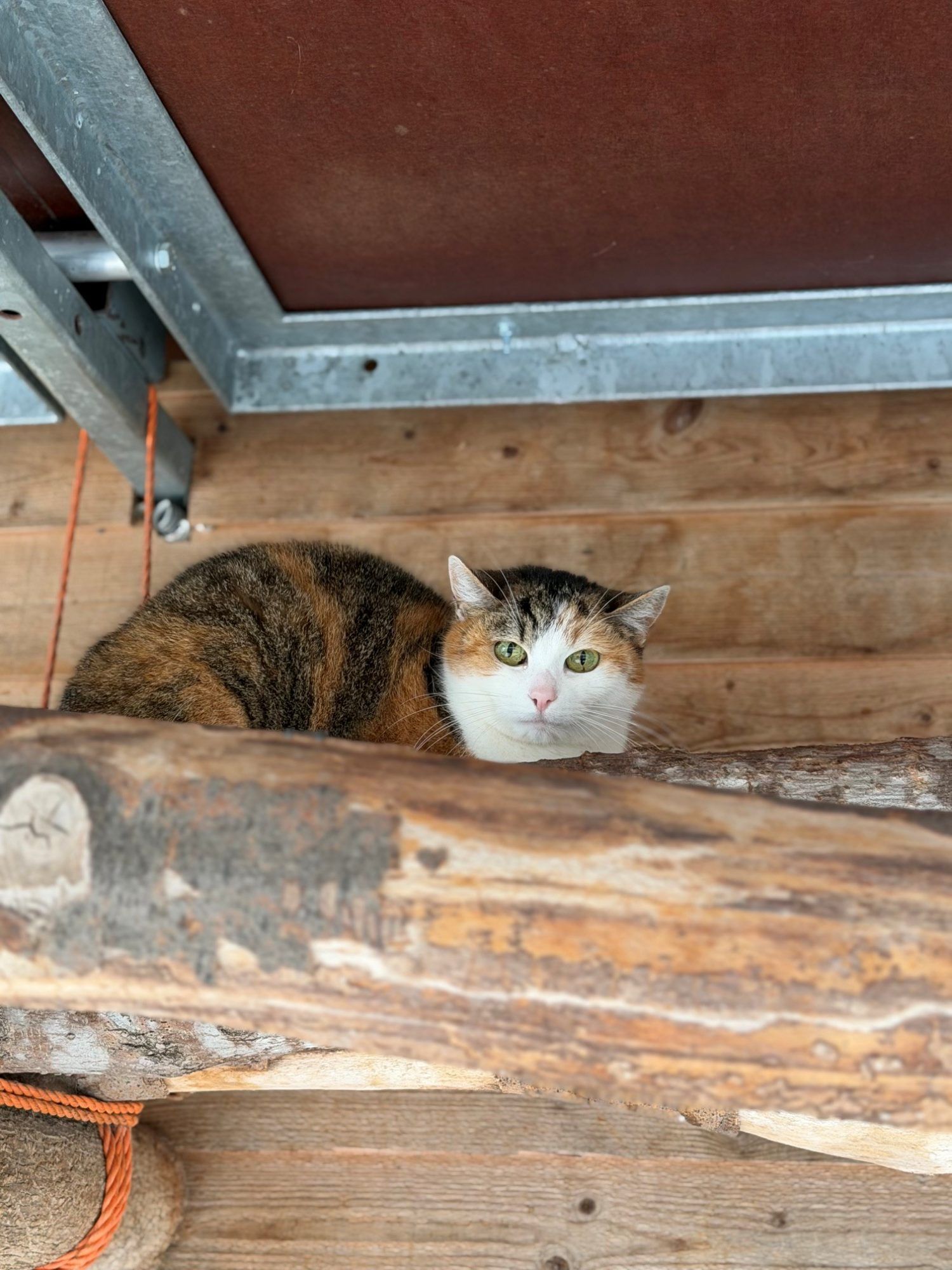 Die schüchterne Lady möchte mit Tigerle zusammenbleiben