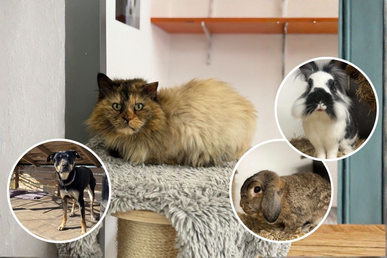 Neues aus der Tierwelt