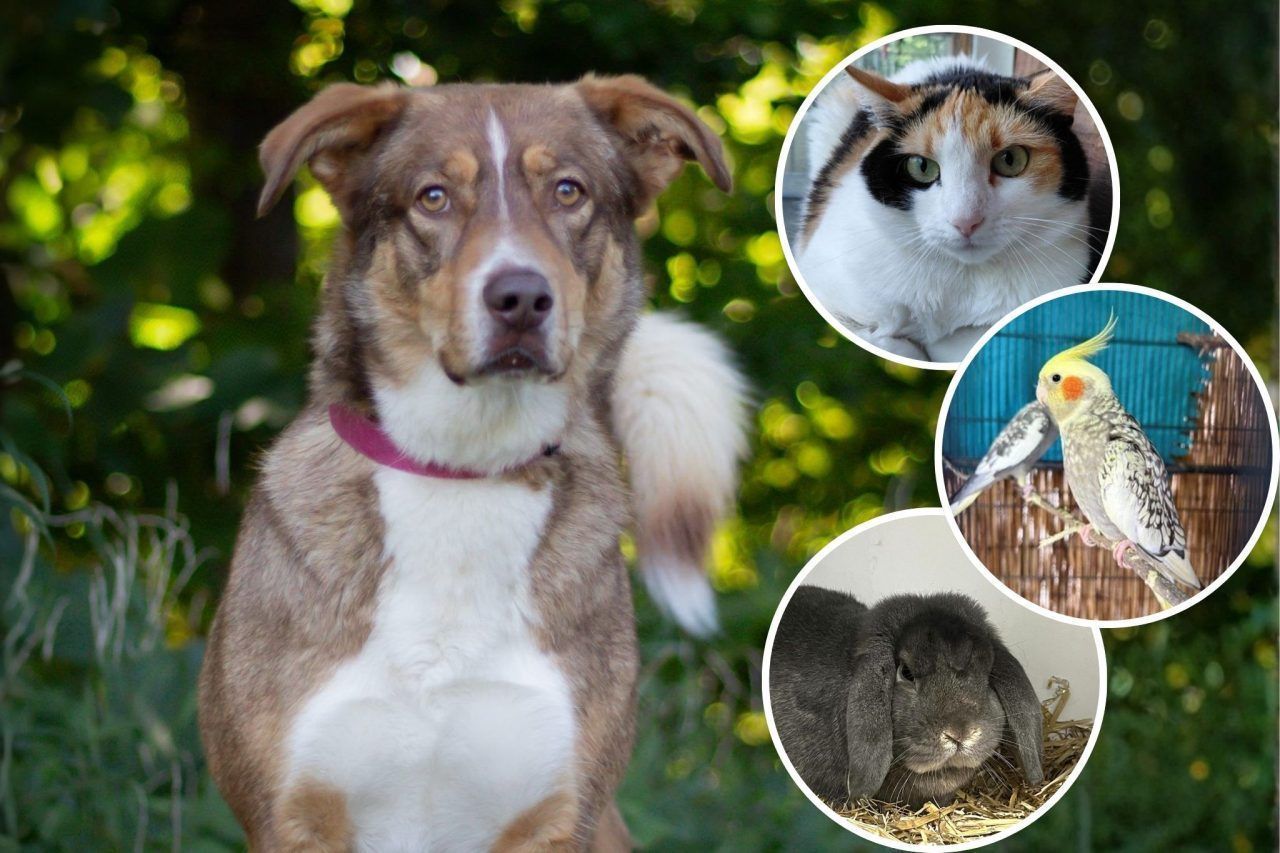 Liebevolles Zuhause für Tiere gesucht
