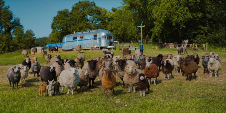THE SHEEP DETECTIVES