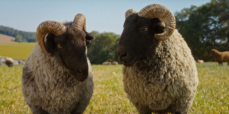 THE SHEEP DETECTIVES