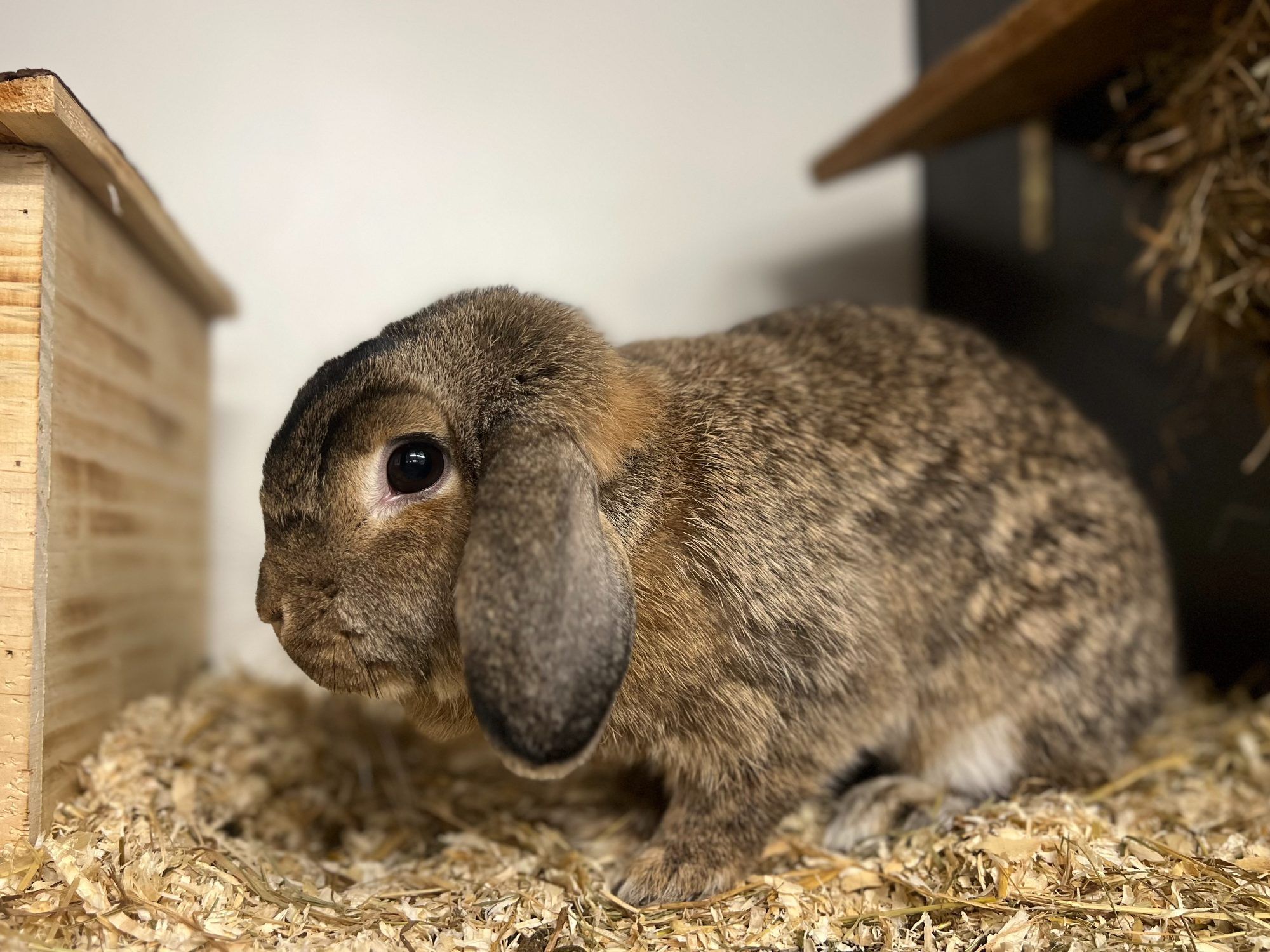 Klopfer sucht ein schönes Zuhause gemeinsam mit Skippy