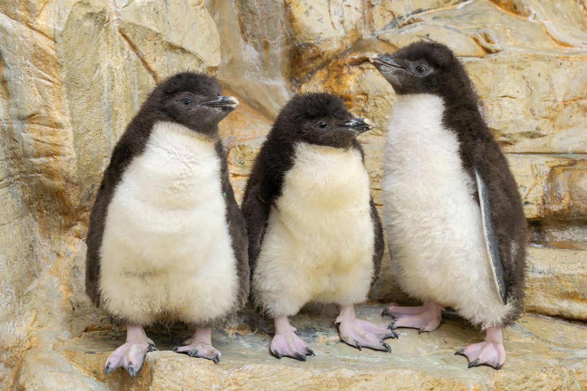Zehnfacher Pinguin-Nachwuchs im Wiener Tiergarten Schönbrunn