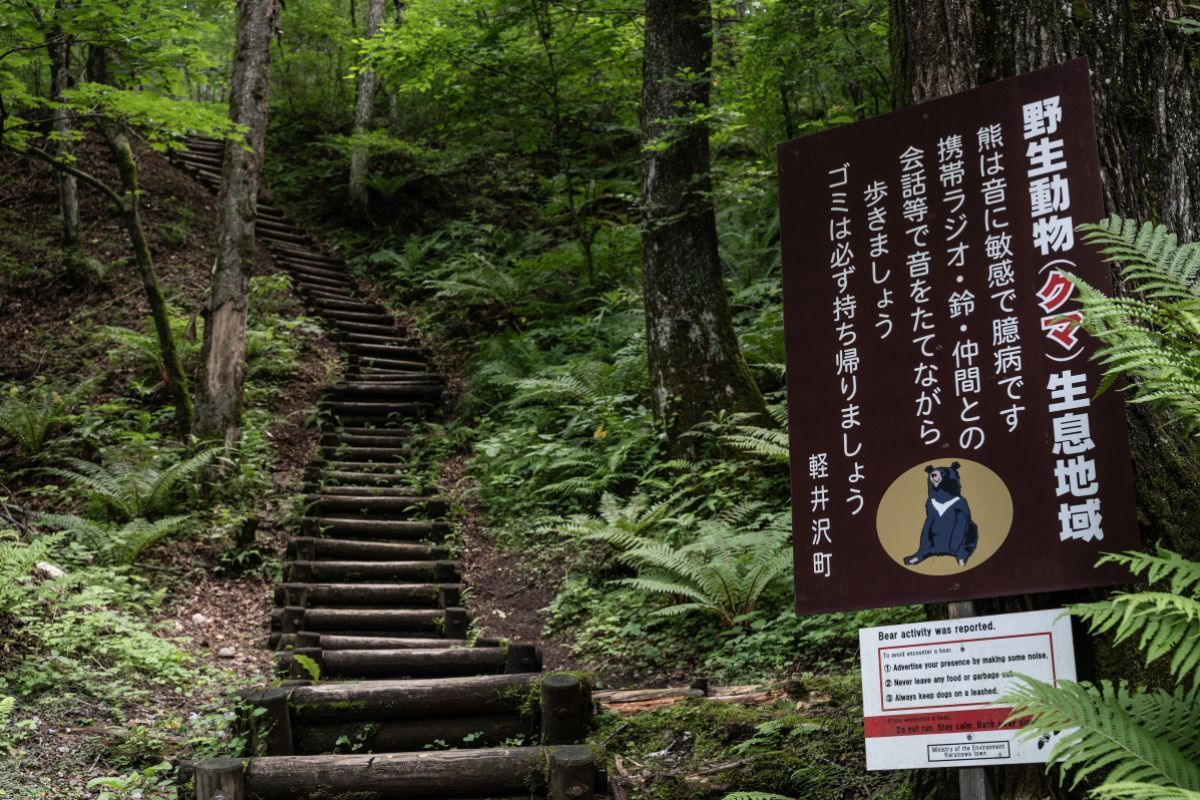 Streunender Bär verletzt vier Menschen in Japan
