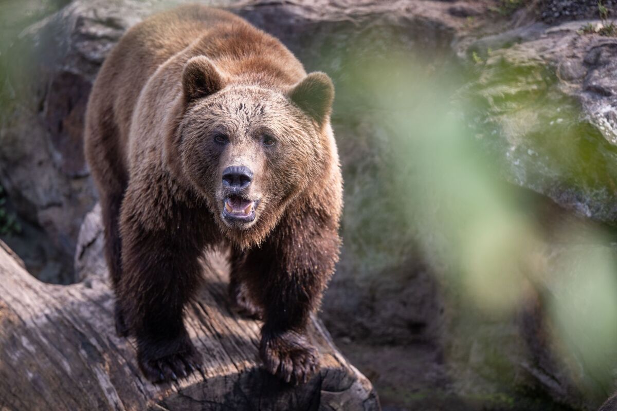 Wanderer in der Slowakei von Bärin verletzt
