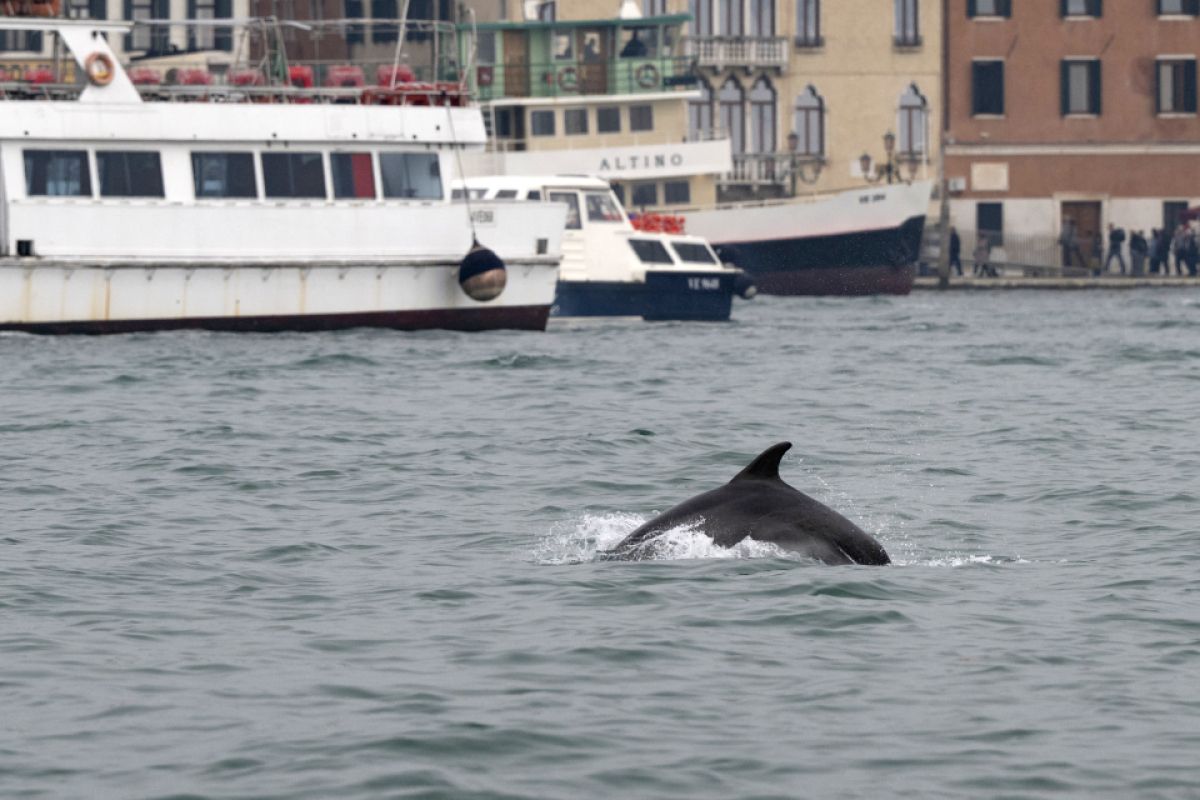 Delfin Mimmo sorgt weiter in Venedig für Aufsehen