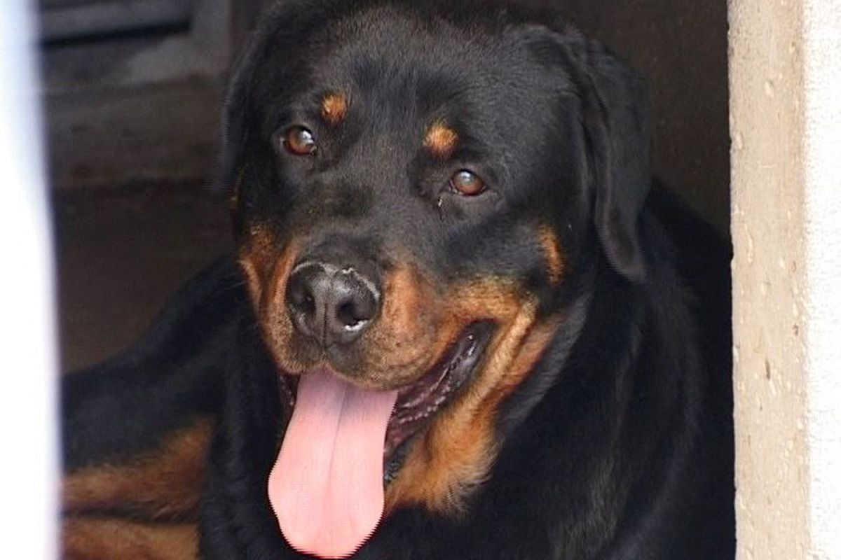 Spaziergänger in der Steiermark von vier Hunden attackiert