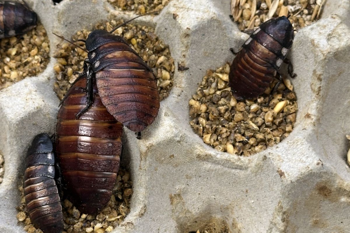 Rekordfund von Kakerlaken in Australien