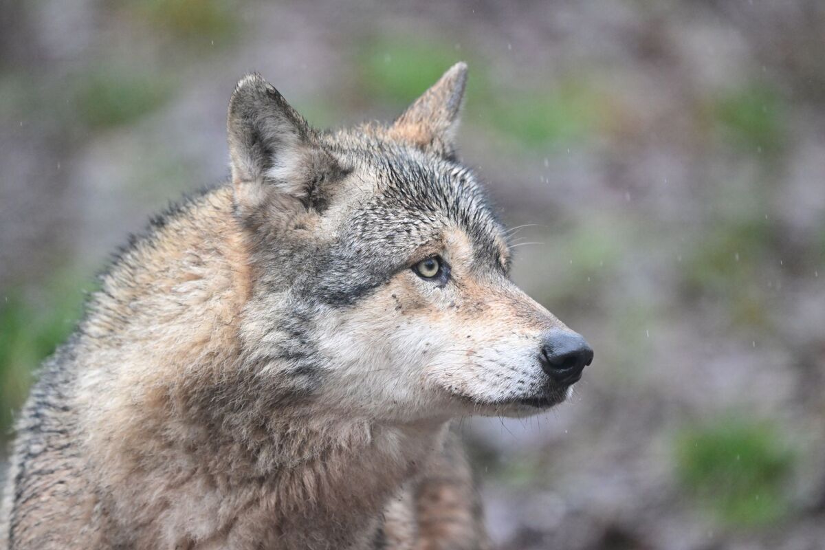 Erster Wolfsabschuss des Jahres im Bundesland Salzburg