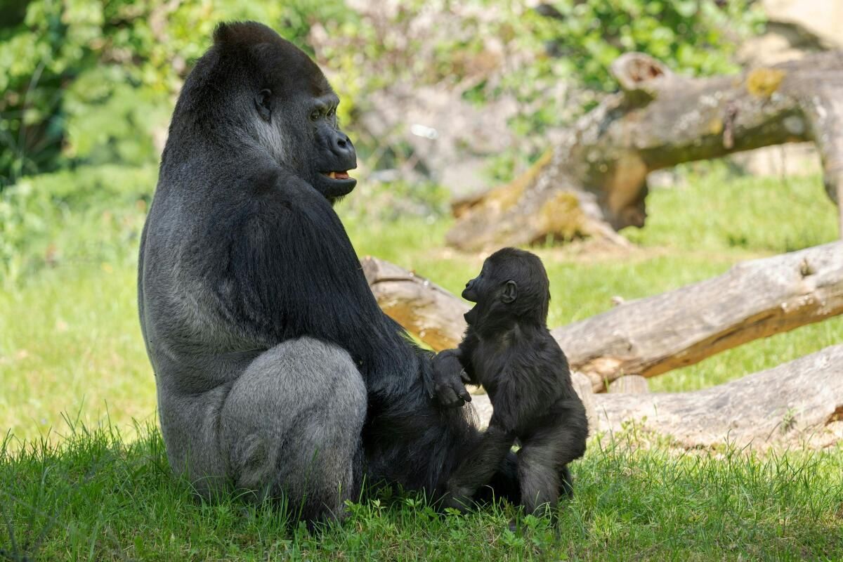 Innige Vater-Sohn-Beziehung bei Gorillas im Zoo Schmiding