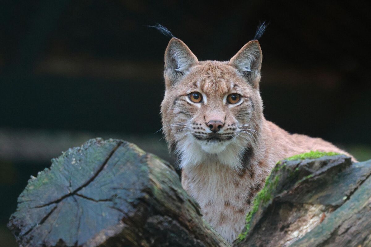 Luchs auf einer Autobahn in Italien getötet