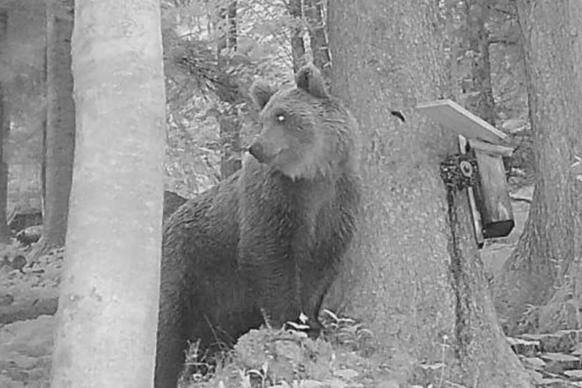 Bär in Vorarlberg von Wildtierkamera aufgenommen