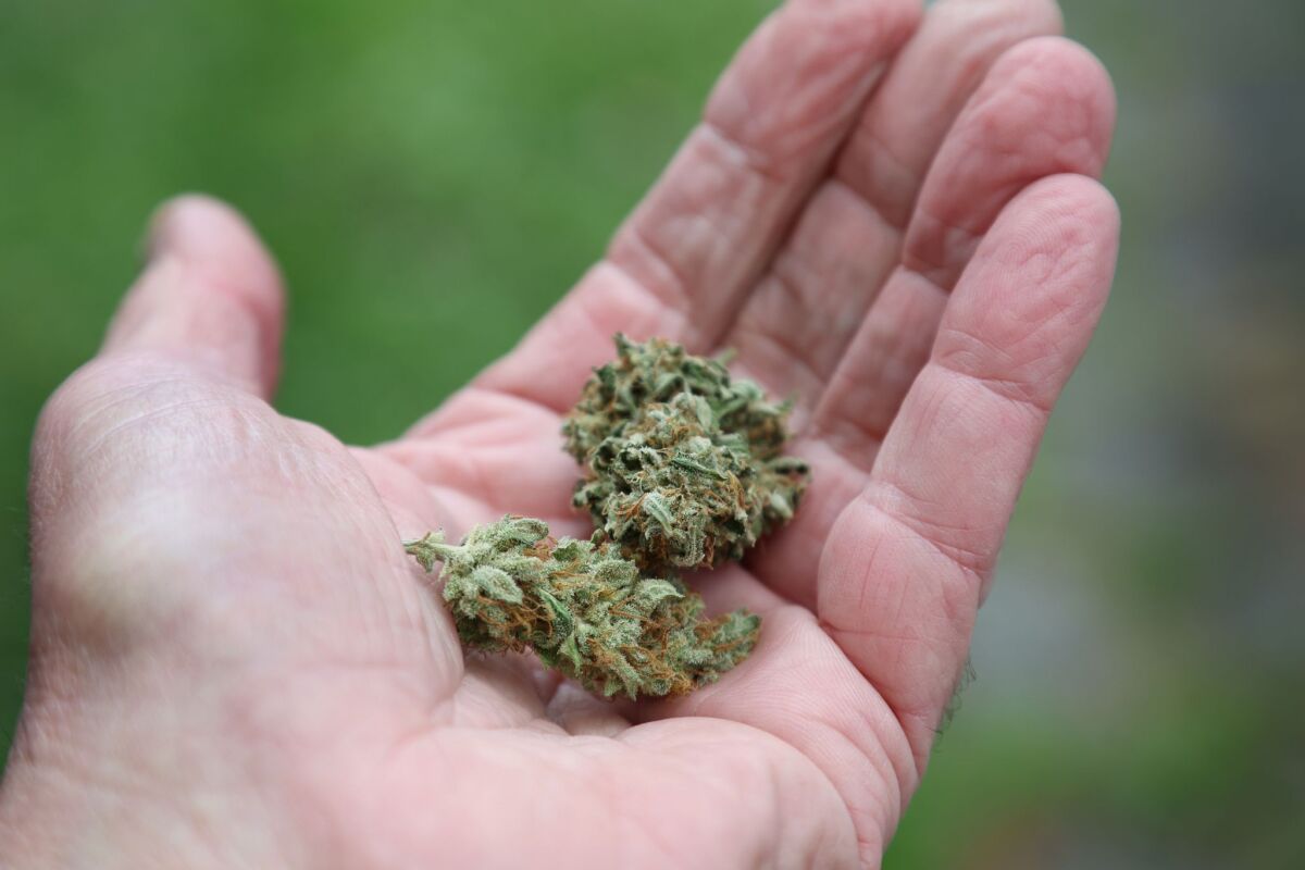 Eine Tonne Cannabis in Wien sichergestellt