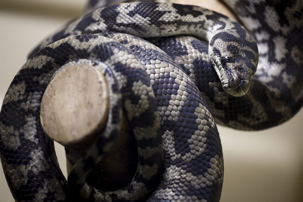 Netzpython tötete Frau auf Plantage in Indonesien