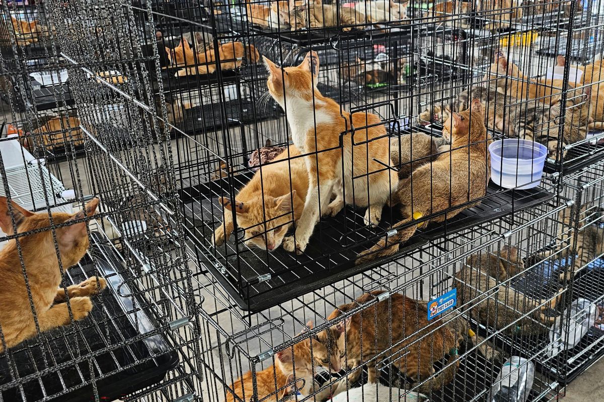 Katzenfleisch-Netzwerk in Vietnam zerschlagen