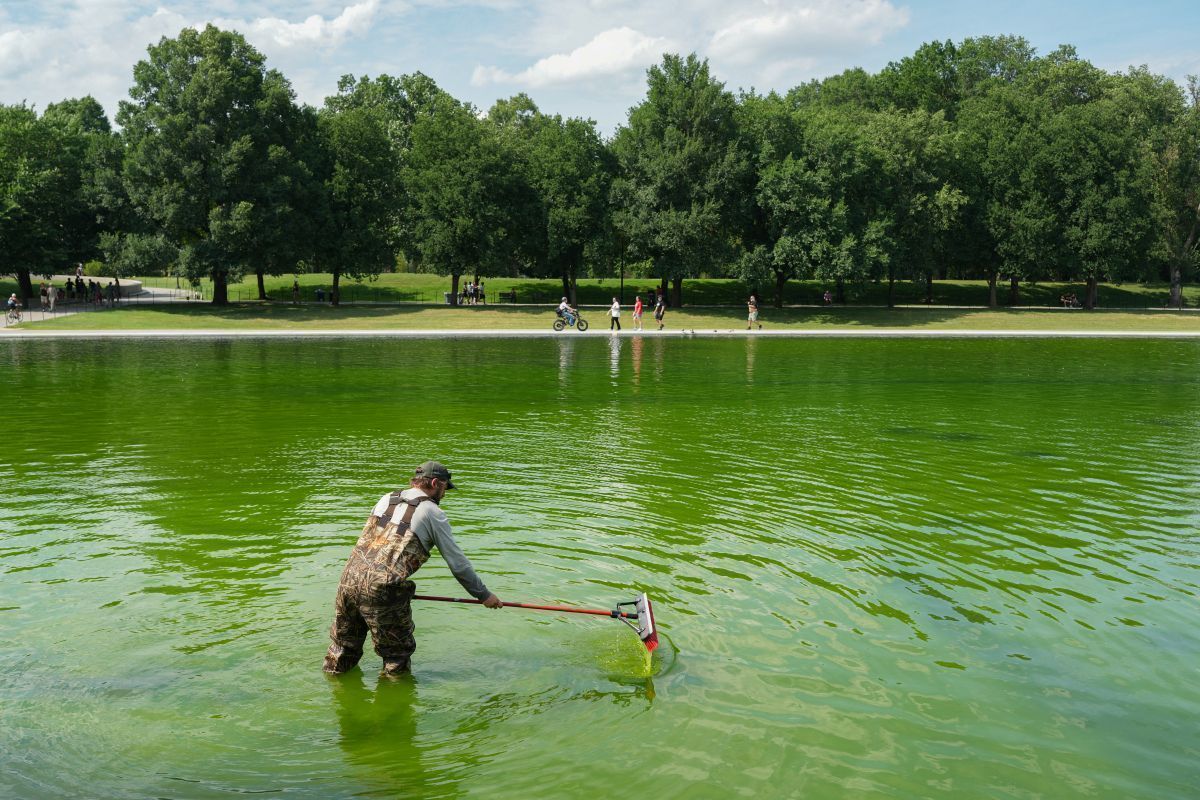 Washington: Algen in von Trump renoviertem Wasserbecken