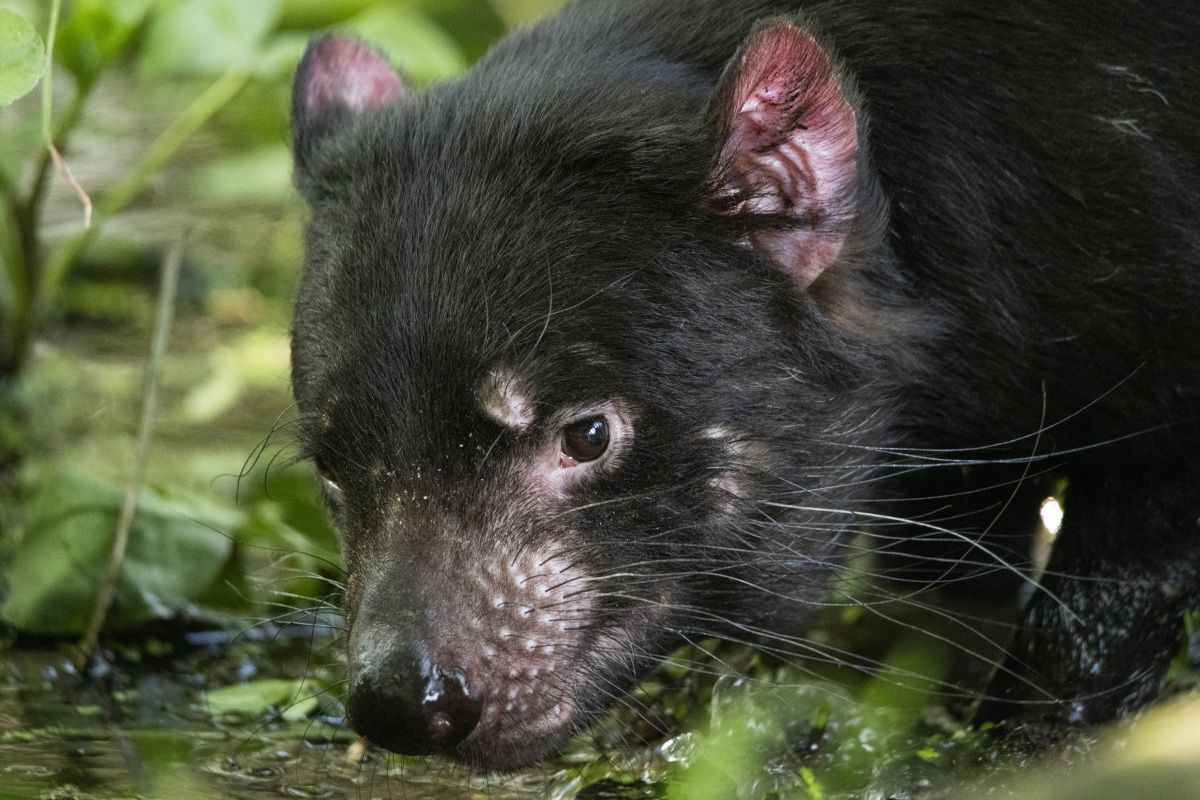 Tasmanischer Teufel in Australien wiedergefunden