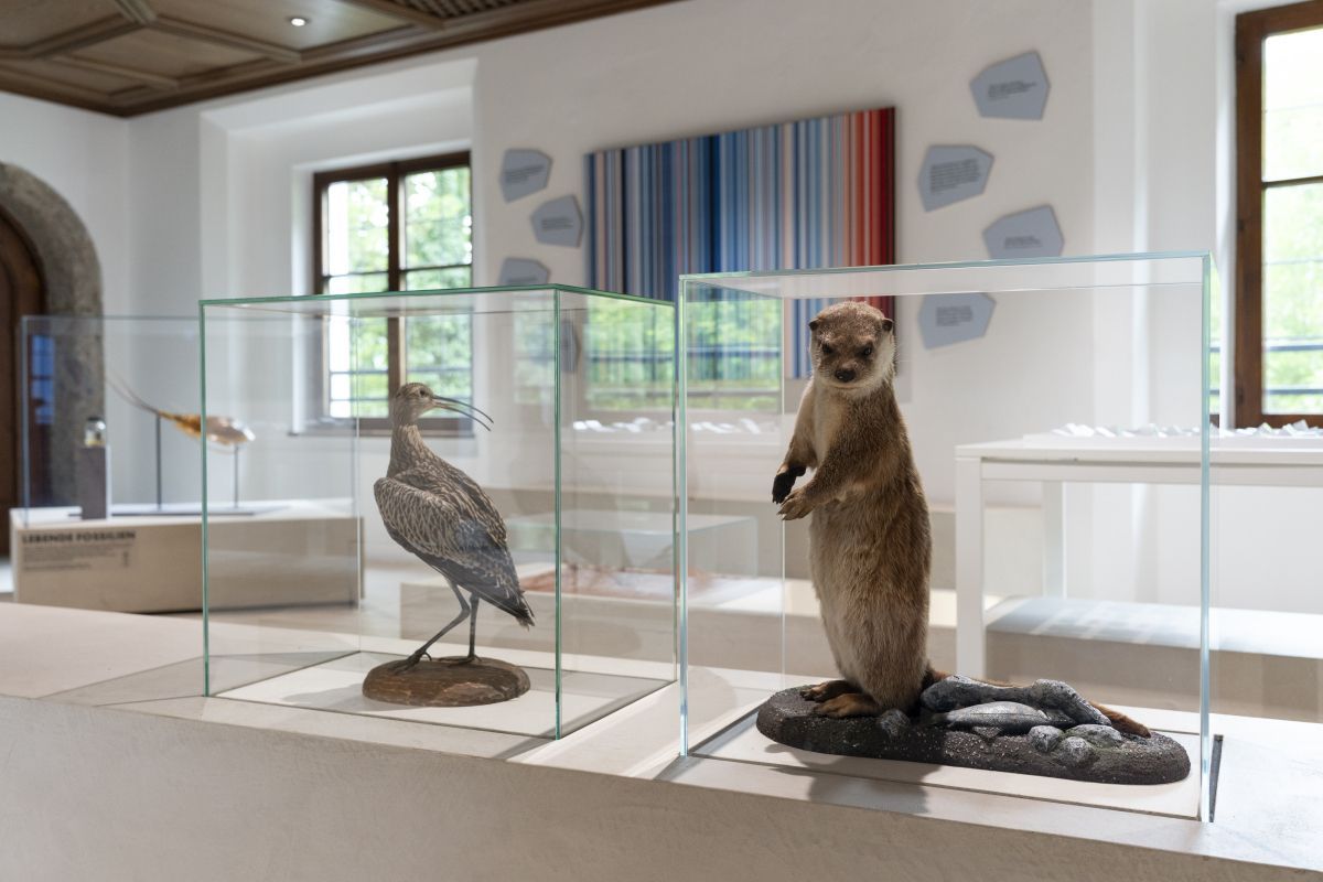 Tiroler Landesmuseen-Ausstellung zeigt flexible Natur