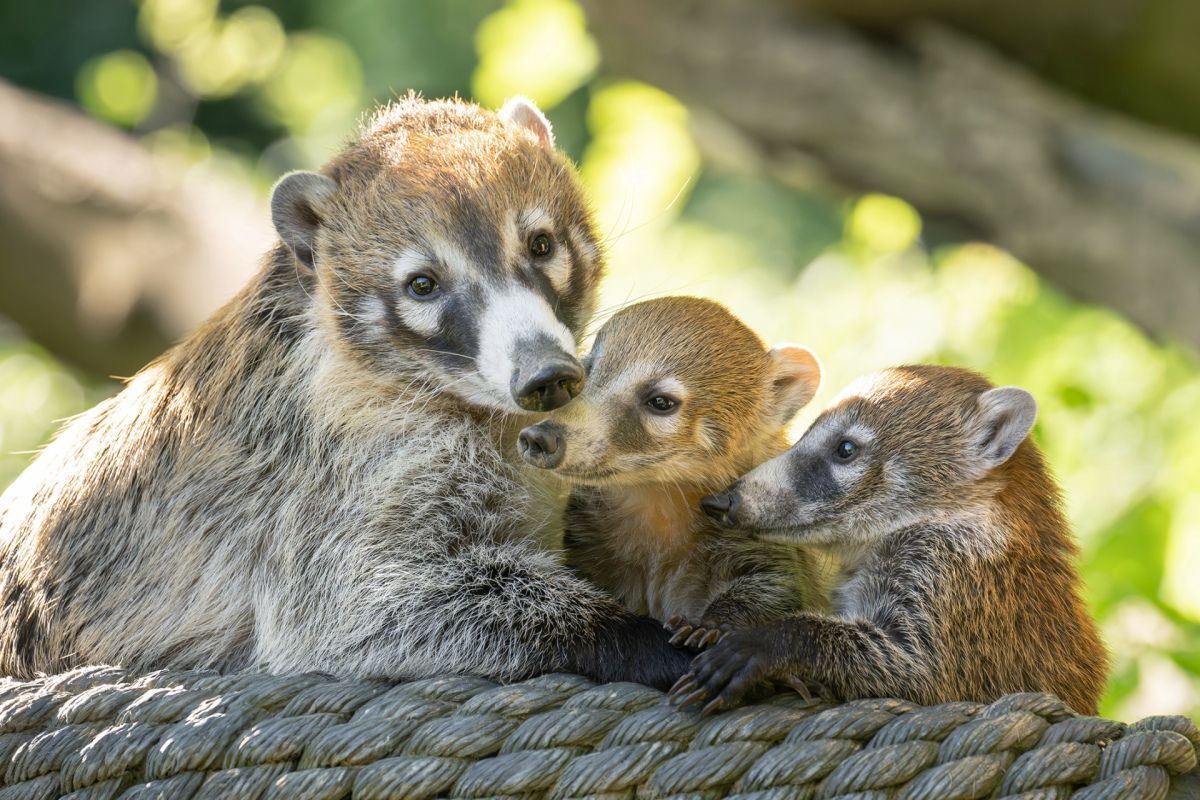 Nasenbären-Jungtiere machen erste Ausflüge im Zoo Schönbrunn