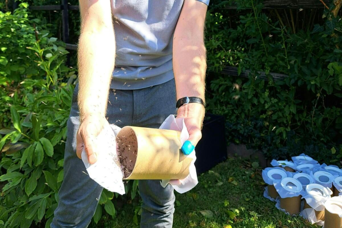 Sterile Tigermücken fliegen ab sofort wieder in Graz
